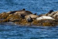 Harbor Seals
