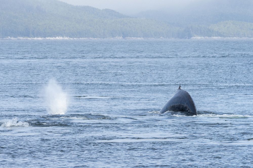 Humpbacks in Chatham Sound
