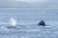 Humpbacks in Chatham Sound