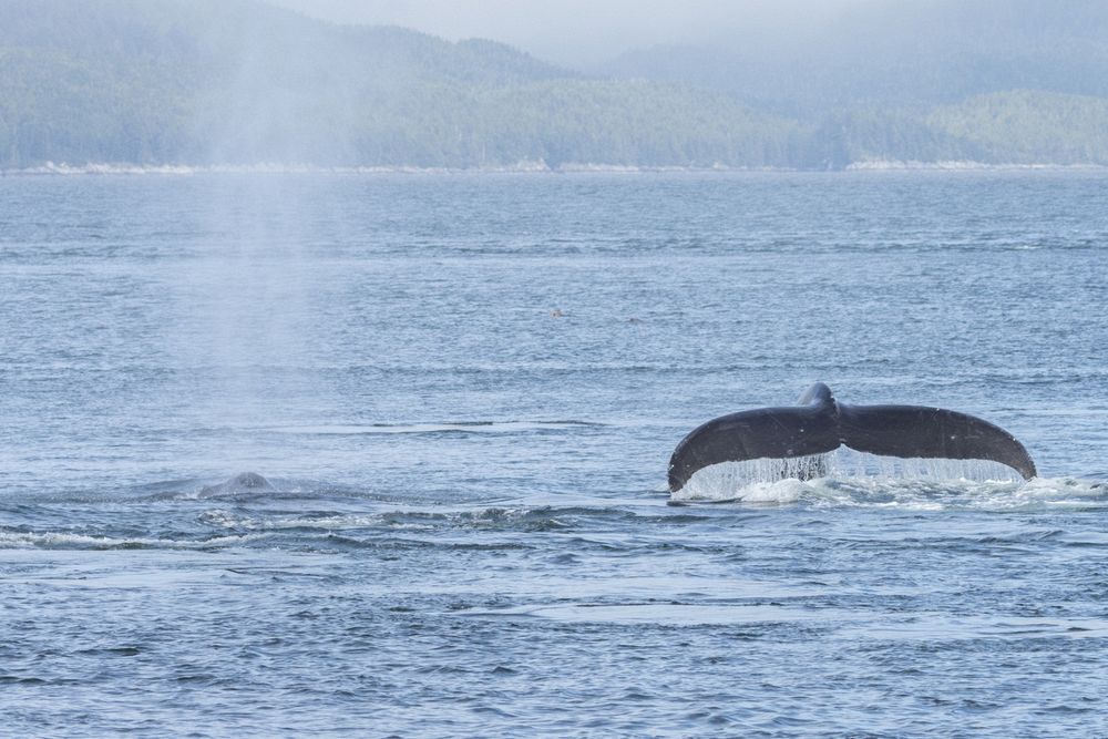 Humpbacks in Chatham Sound