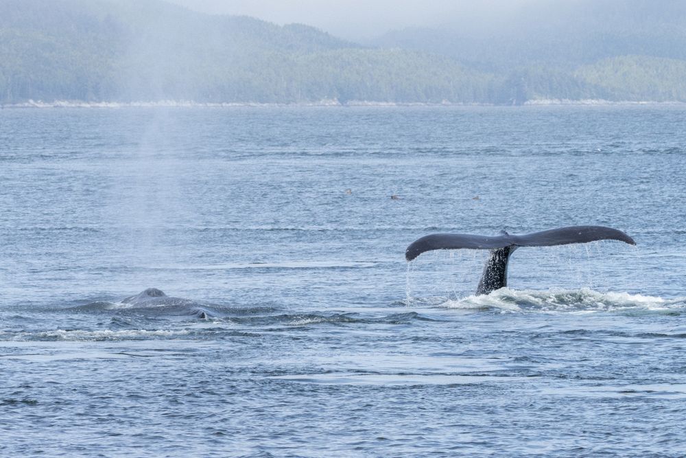 Humpbacks in Chatham Sound