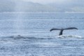Humpbacks in Chatham Sound