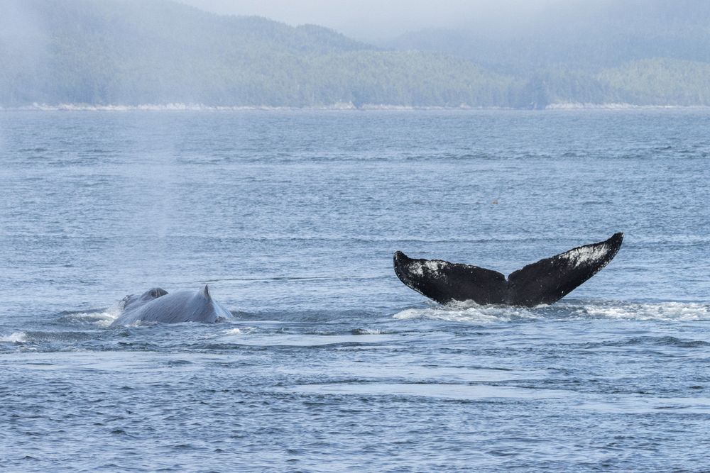 Humpbacks in Chatham Sound