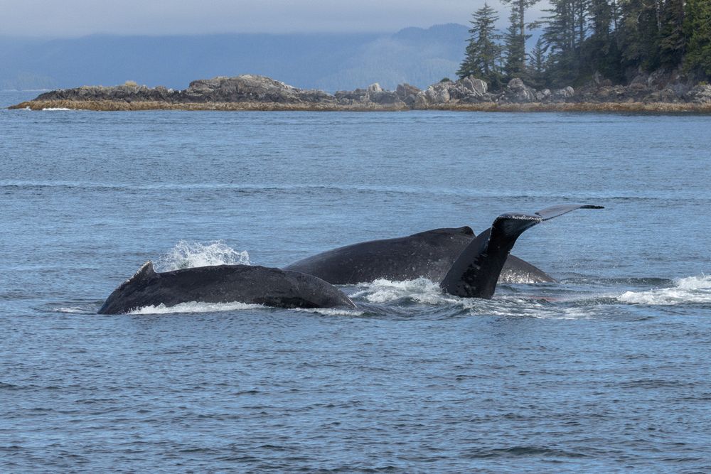 Humpbacks in Chatham Sound