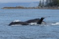 Humpbacks in Chatham Sound