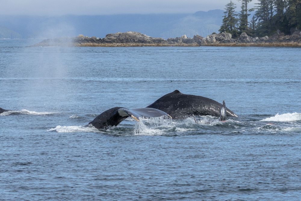 Humpbacks in Chatham Sound