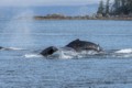 Humpbacks in Chatham Sound