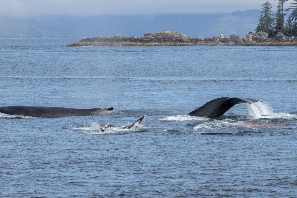 Humpbacks in Chatham Sound