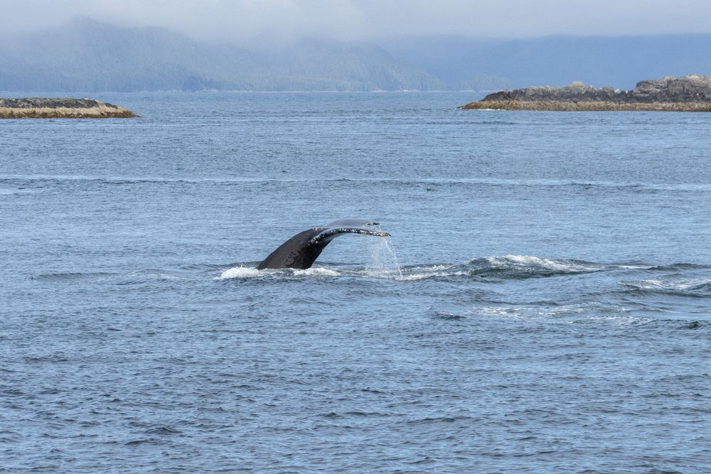 Humpbacks in Chatham Sound