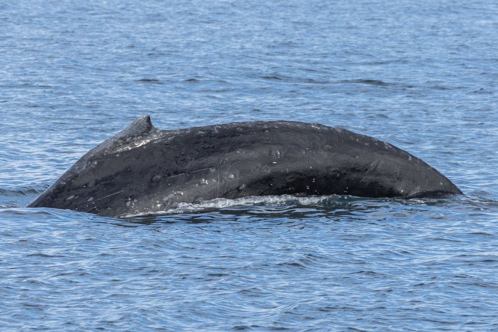 Humpbacks in Chatham Sound