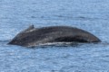 Humpbacks in Chatham Sound