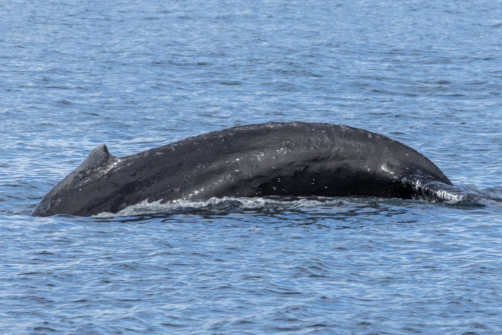Humpbacks in Chatham Sound