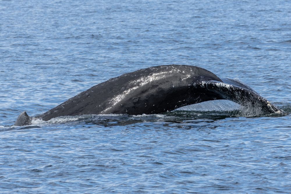 Humpbacks in Chatham Sound