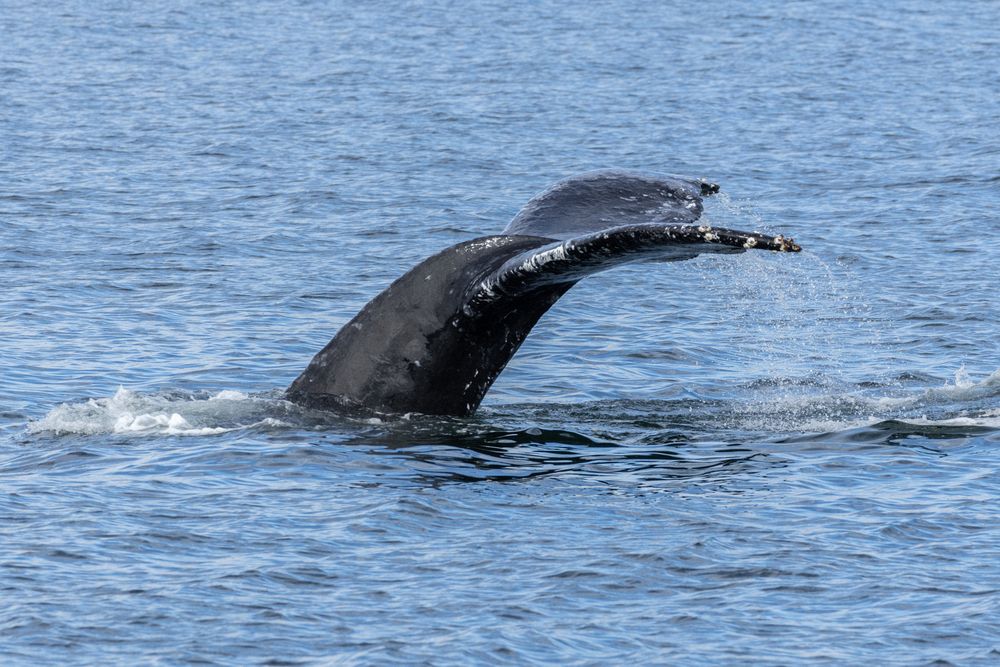 Humpbacks in Chatham Sound