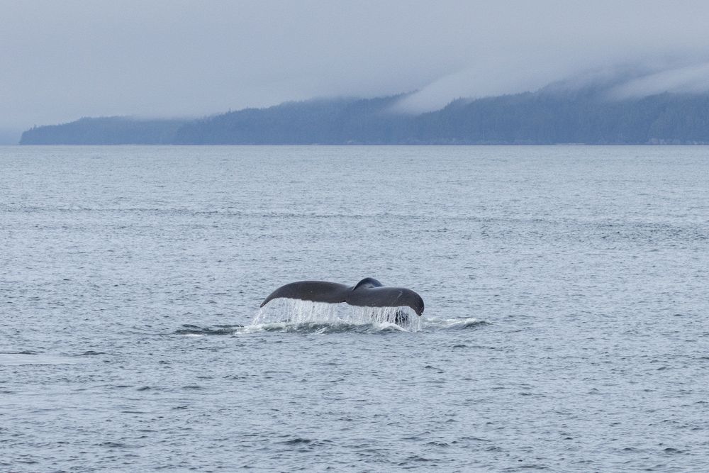 Humpbacks in Chatham Sound