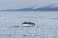 Humpbacks in Chatham Sound