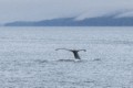 Humpbacks in Chatham Sound