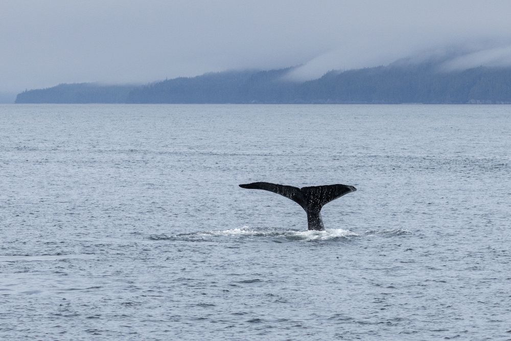 Humpbacks in Chatham Sound