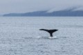 Humpbacks in Chatham Sound