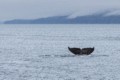 Humpbacks in Chatham Sound