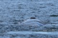 Humpback blowhole