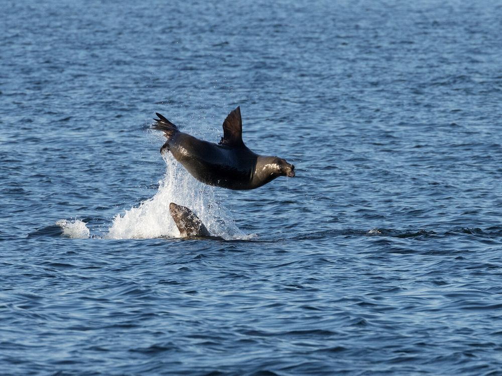 California Sealions