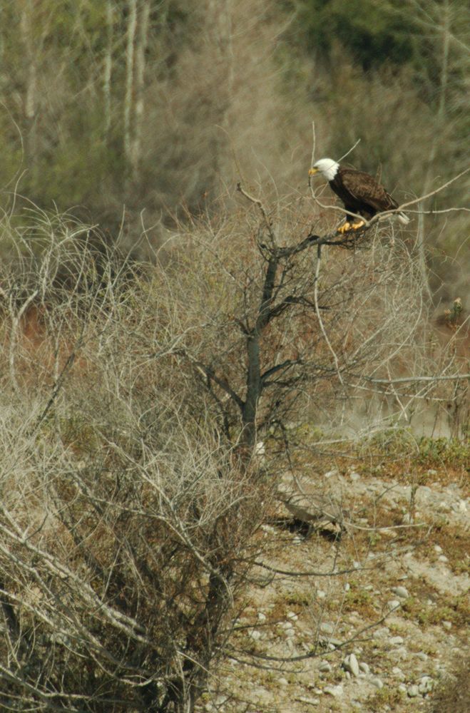 Bald Eagle