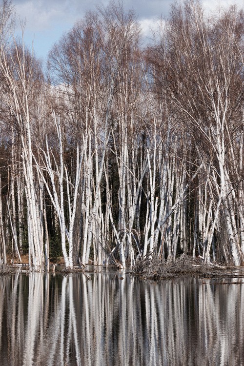 Trees by the pond