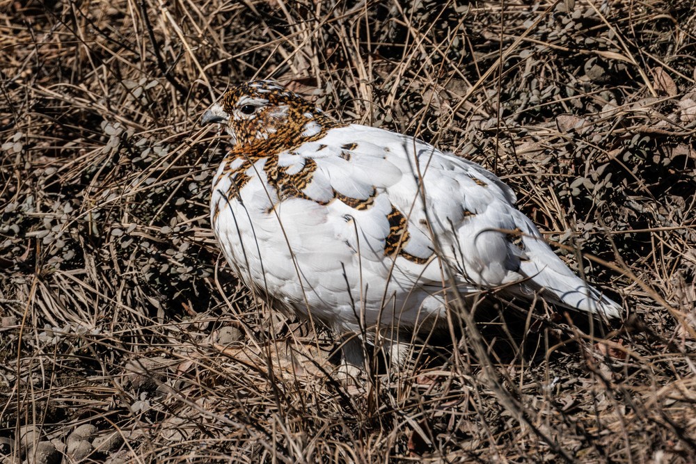 Ptarmigan