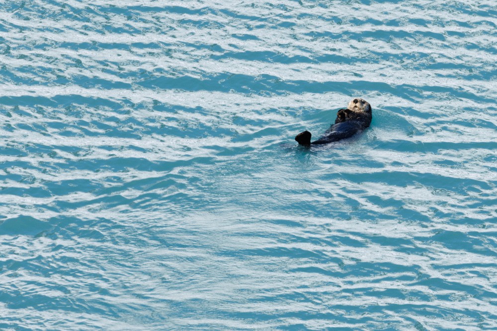 Northern Sea Otter
