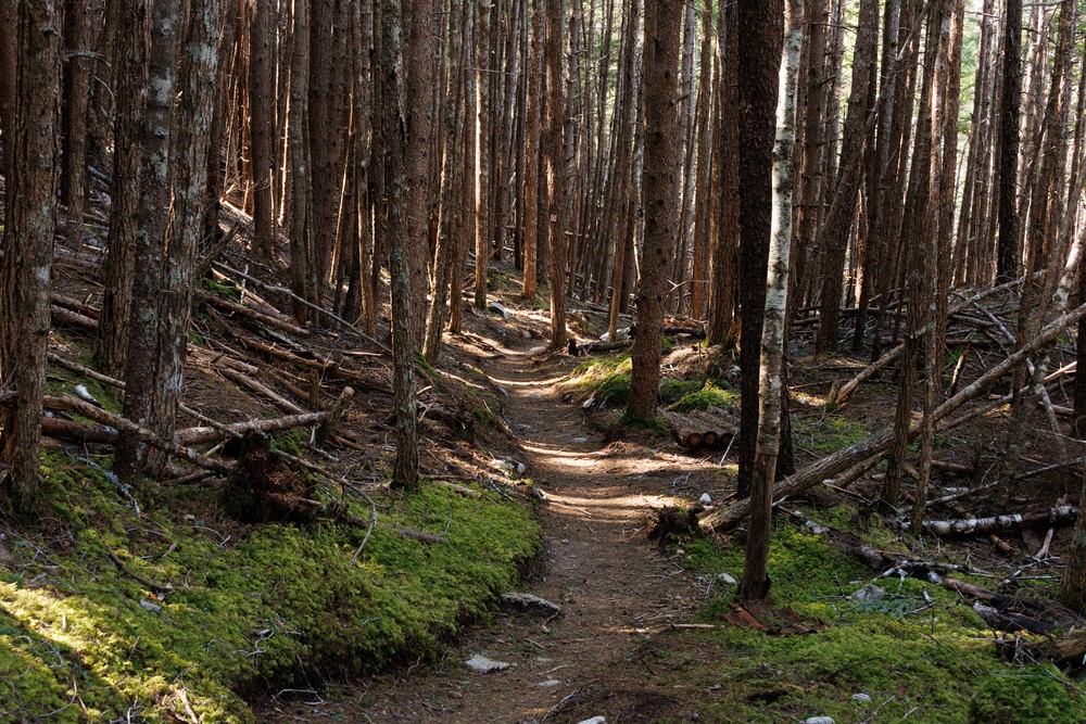 Lower Dewey Lake Trail