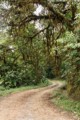 Road to Mashpi