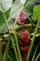 Banana tree