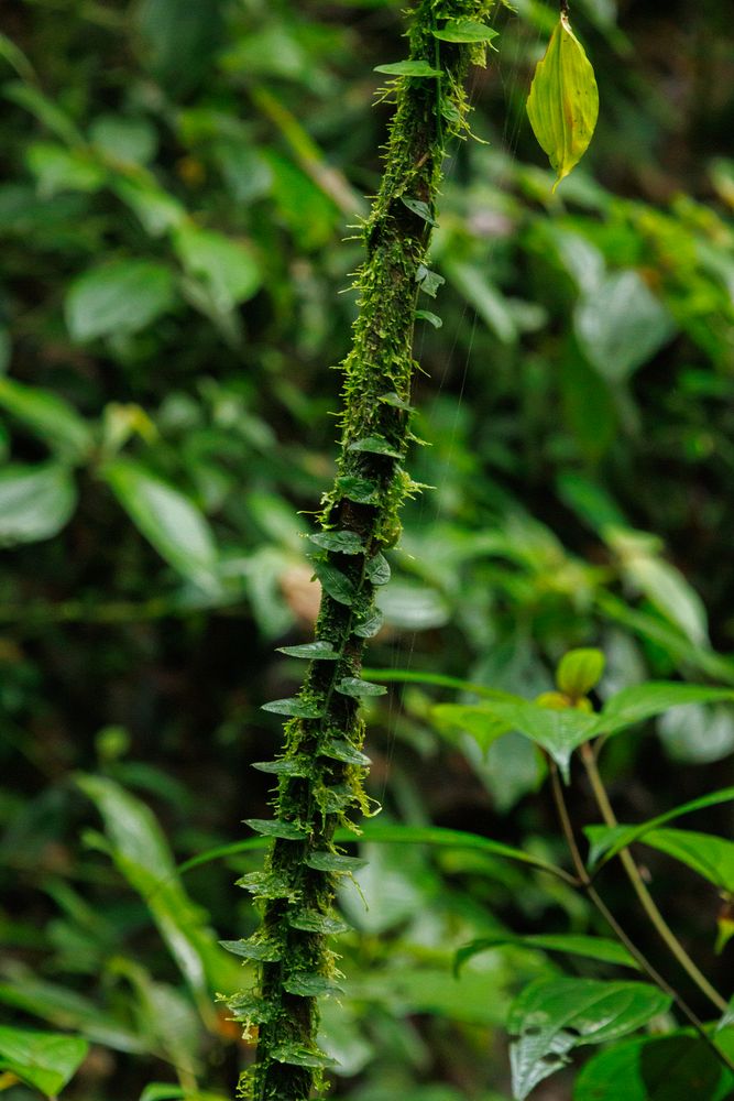 Vine