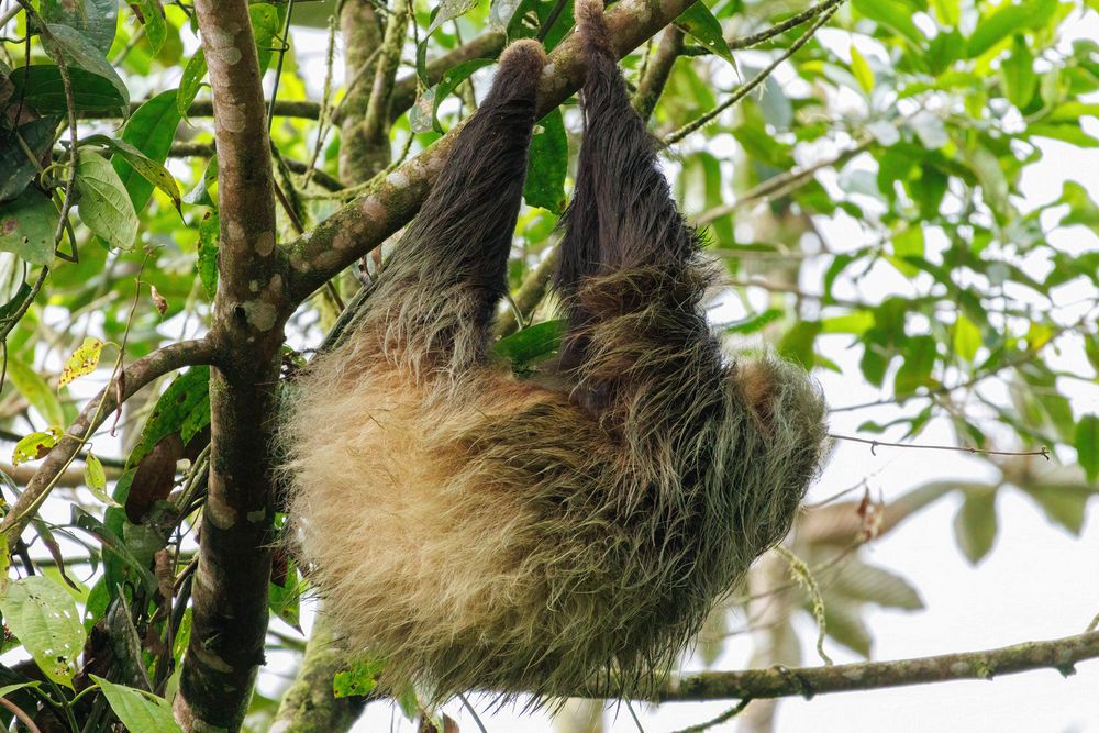 Three-toed Sloth (Bradypus variegatus)