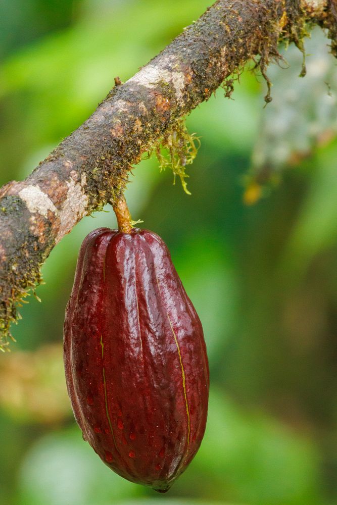 Cocoa tree