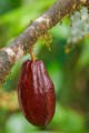 Cocoa tree