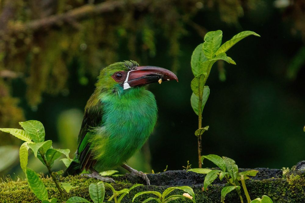 Crimson-rumped Toucanet  (Aulacorhynchus haematopygus)
