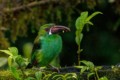 Crimson-rumped Toucanet  (Aulacorhynchus haematopygus)