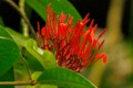 Rubiaceae flower