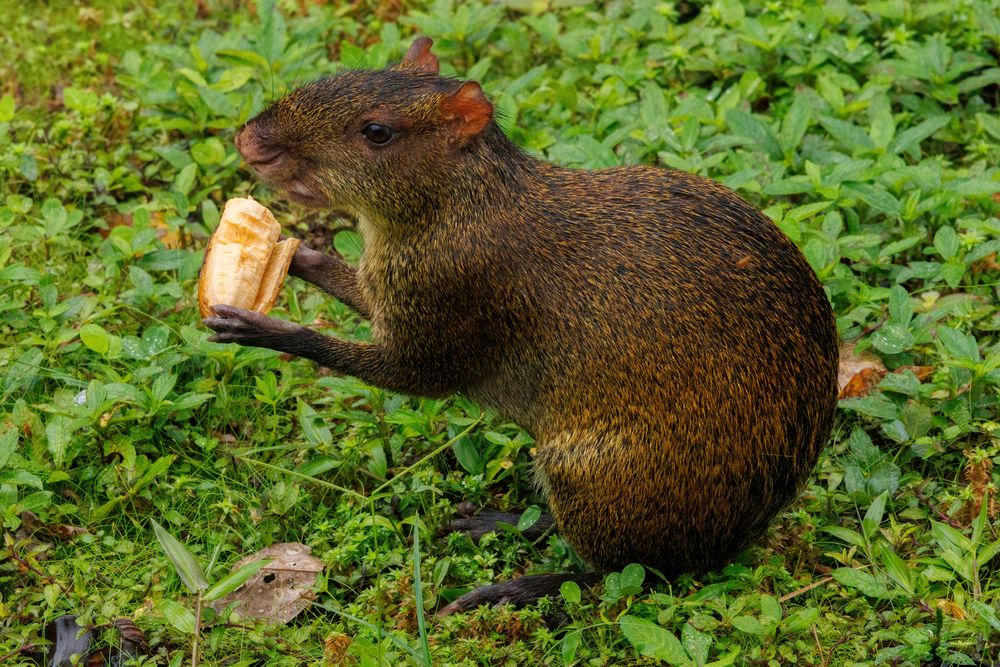 Agouti (Dasyprocta punctata)
