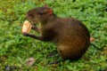Agouti (Dasyprocta punctata)