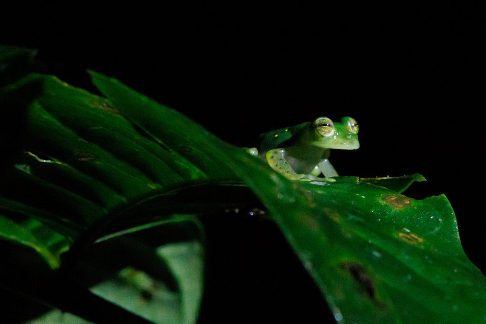 Glass frog
