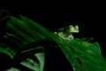 Glass frog