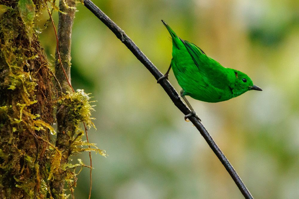 Glistening-green tanager (Chlorochrysa phoenicotis)