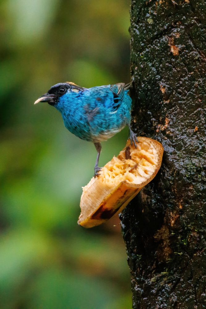 Golden-naped Tanager (Chalcothraupis ruficervix)