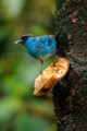 Golden-naped Tanager (Chalcothraupis ruficervix)