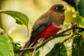 Masked Trogon (Trogon personatus) - female