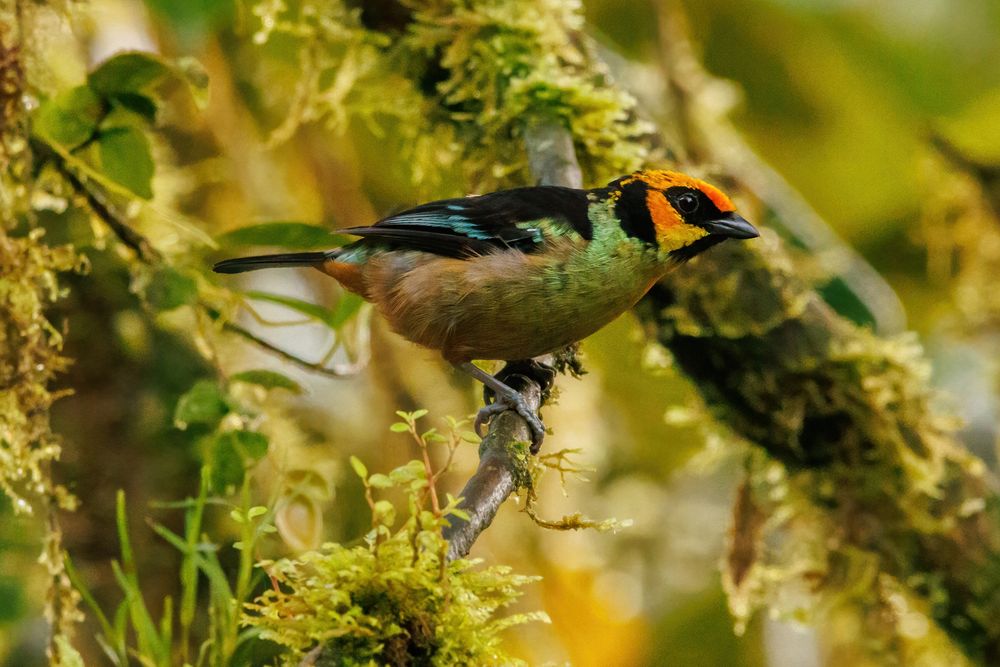 Flame-faced Tanager (Tangara parzudakii)
