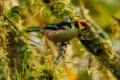 Flame-faced Tanager (Tangara parzudakii)